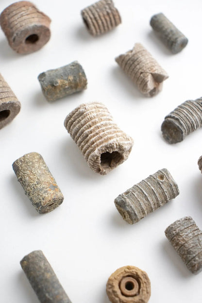 Crinoid Fossil