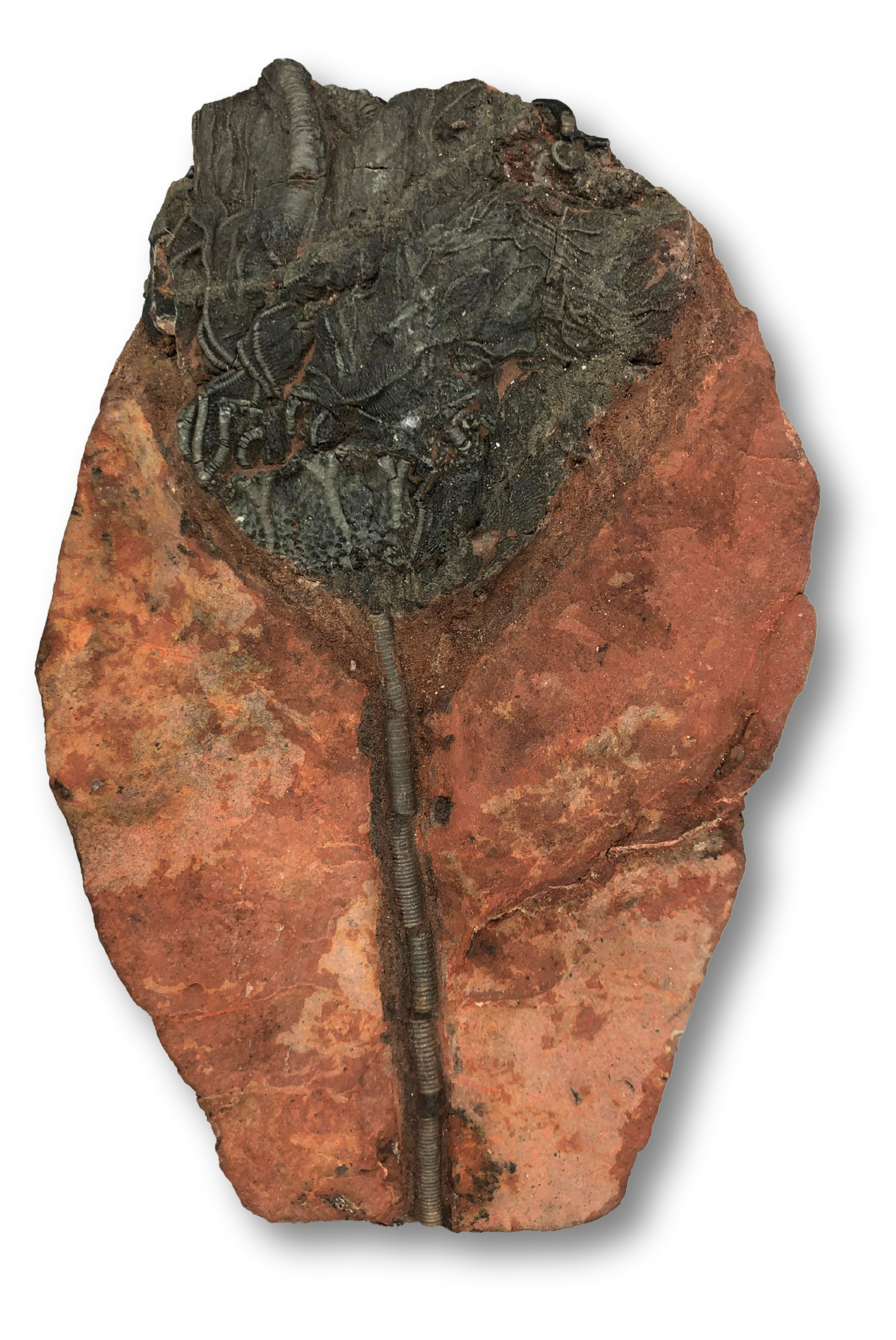 Crinoid Fossil