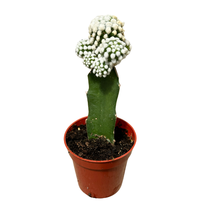 3.25" Grafted Cacti Assorted