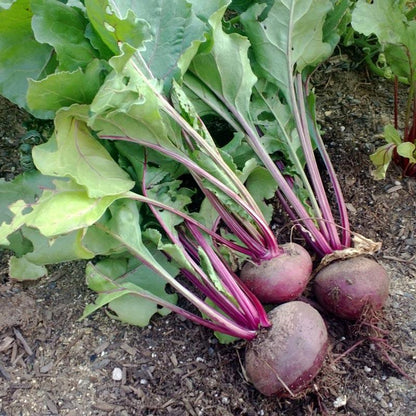 Beet Seeds, Detroit Dark Red Beets (Organic)