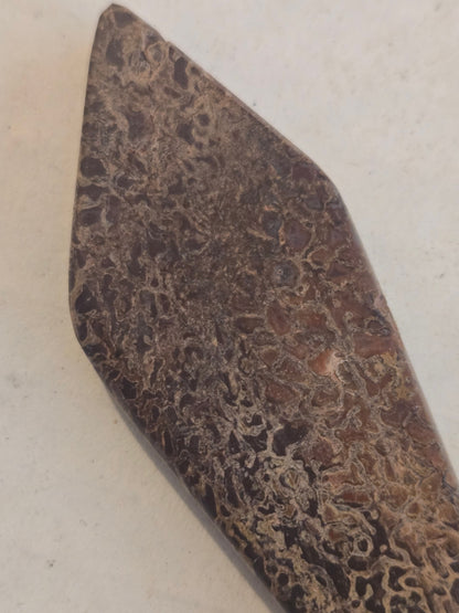 Dinosaur bone