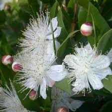 Greek Myrtle Plant Seeds (Myrtus communis) – Heirloom, Non-GMO, High Germination Organic Garden Seeds for Mediterranean Herb Gardens