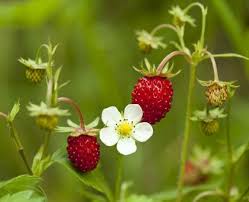 Fragaria vesca Fruit Seeds – Heirloom Wild Alpine Strawberry Seeds for Garden Planting