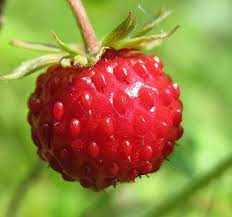 Fragaria vesca Fruit Seeds – Heirloom Wild Alpine Strawberry Seeds for Garden Planting