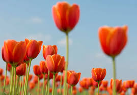 Darwin Hybrid Tulip Bulbs – Large, Perennial Tulips for Bold Spring Color