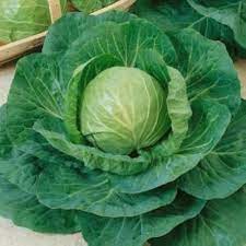 Cabbage TEMP Flat Hybrid Seeds – High-Yield, Non-GMO Flat Head Seeds for Planting in Temperate & Transitional Climates
