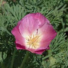 Purple Gleam California Poppy Flower Seeds for Planting – Heirloom & Non-GMO Wildflower Garden Seeds