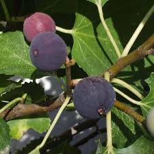 Black Mission Fig Seeds – Heirloom Non-GMO Fruit Seeds for Garden Planting