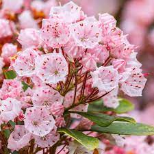 Mountain Laurel Flower Seeds - Kalmia Latifolia, Beautiful Evergreen Shrub for Garden Planting & Landscaping