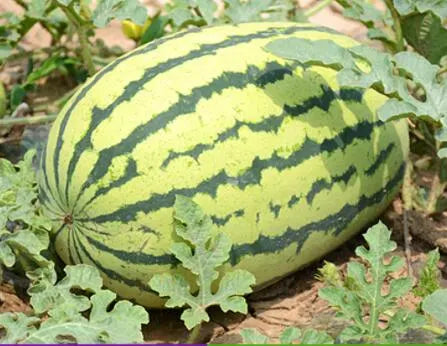 Asian Long Watermelon Seeds for Planting – Heirloom, Non-GMO, Sweet Red Flesh, High-Yield Summer Fruit