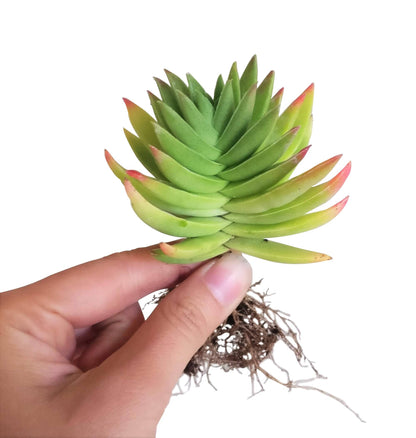 Crassula Red Pagoda (Shark Tooth Succulent) – 4” Live Plant