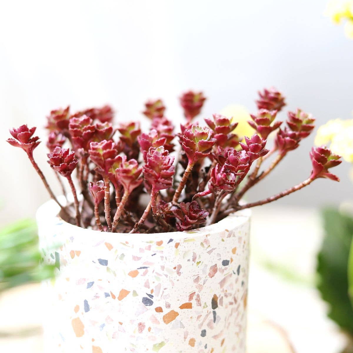 Dragon's Blood Sedum