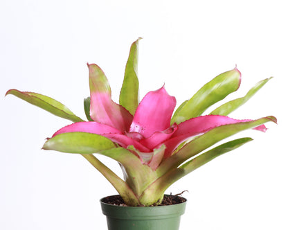 Bromeliad Neoregelia 'Neos' - Live Plant - Assorted