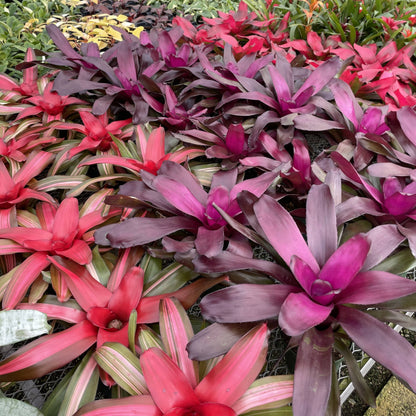Bromeliad Neoregelia 'Neos' - Live Plant - Assorted