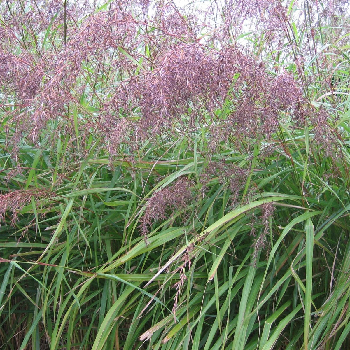 East Indian Lemongrass Seeds for Planting – Heirloom & Non-GMO Aromatic Herb for Teas, Cooking & Medicinal Gardens