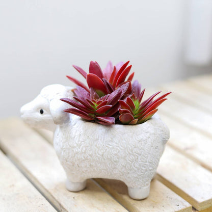 Crassula Red Pagoda (Shark Tooth Succulent) – 4” Live Plant