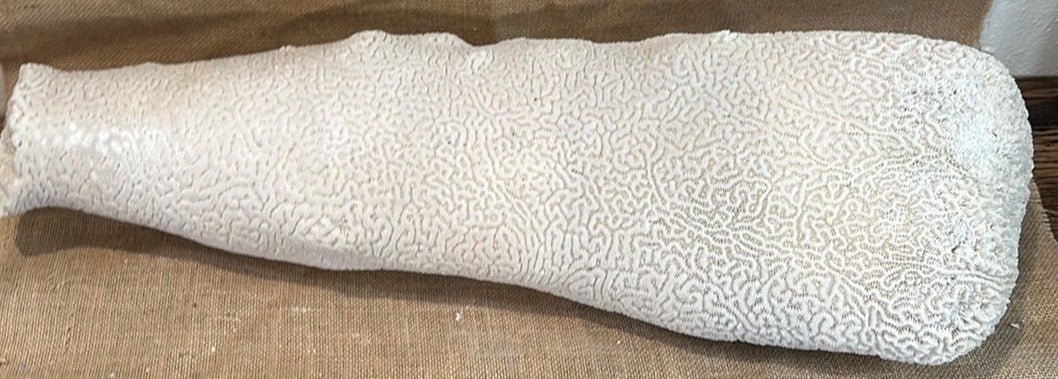 Extra Large Brain Coral Obelisk "The Whale"--23"x7"x6"