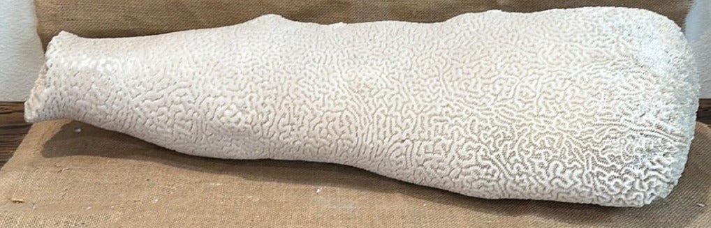 Extra Large Brain Coral Obelisk "The Whale"--23"x7"x6"