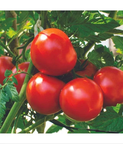 Sour-Type Tomato (Summer Variety) Vegetable Seeds for Planting – High-Acid Variety for Pickling and Cooking