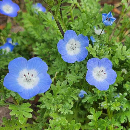 Nemophila menziesii (Baby Blue Eyes) Flower Seeds for Planting – Heirloom & Non-GMO Cool-Season Blooms for Borders and Wildflower Gardens