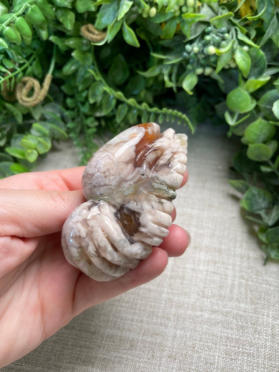 Flower Agate Cuttlefish