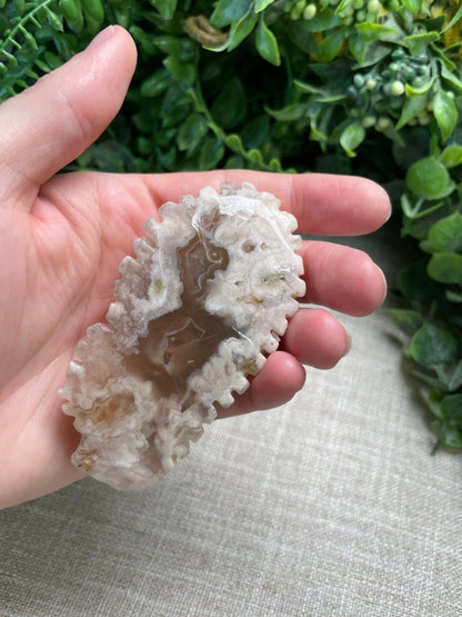 Flower Agate Cuttlefish