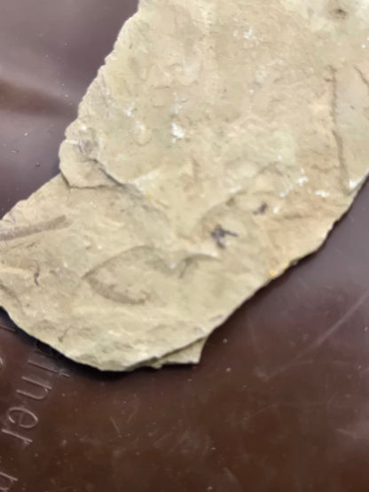 Fossil Dragonfly larvae w fly