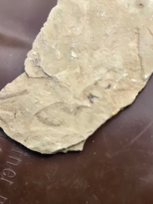 Fossil Dragonfly larvae w fly