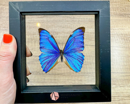 Framed Blue Morpho Butterfly – Exquisite Natural Art for Your Home