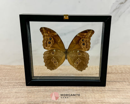 Framed Blue Morpho Butterfly – Exquisite Natural Art for Your Home