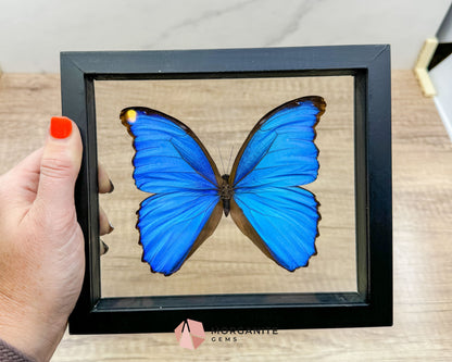 Framed Blue Morpho Butterfly – Exquisite Natural Art for Your Home