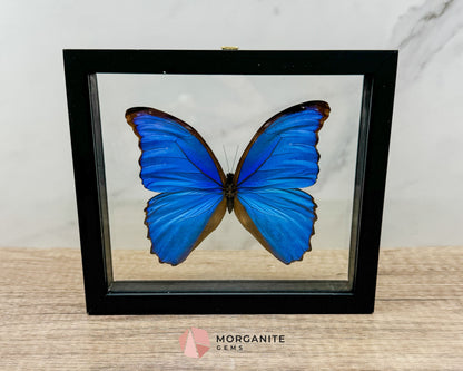 Framed Blue Morpho Butterfly – Exquisite Natural Art for Your Home