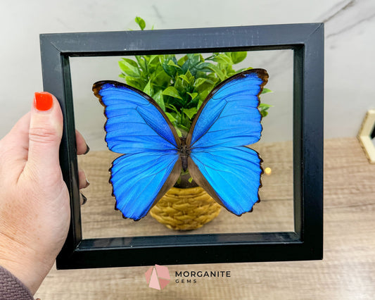 Framed Blue Morpho Butterfly – Exquisite Natural Art for Your Home