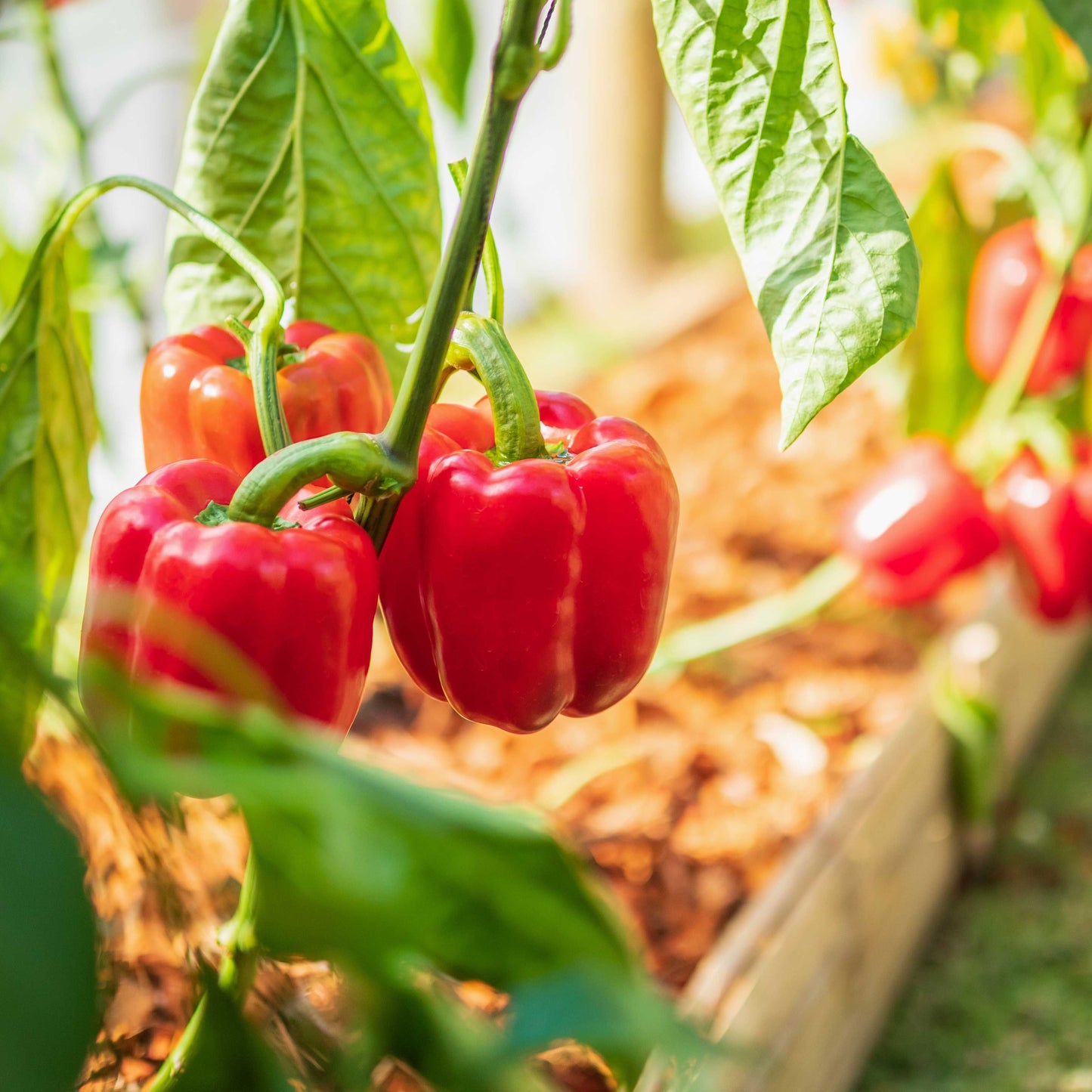 Sweet Bell Pepper Seeds for Planting – Colored PGH Hybrid, High Yield, Non-GMO Vegetable Seeds