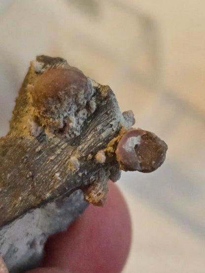 Gastropod in matrix