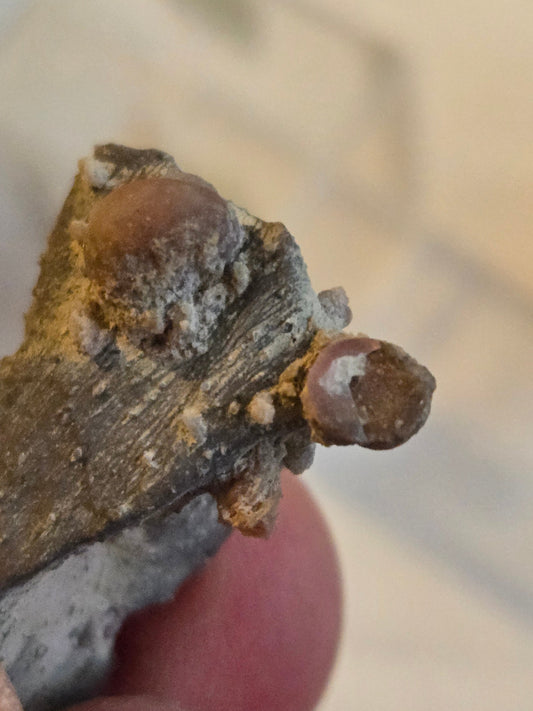 Gastropod in matrix