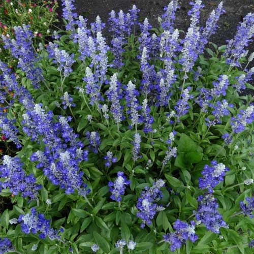 Royal Blue Salvia Flower Seeds for Planting – Heirloom & Non-GMO Pollinator-Friendly Garden Blooms