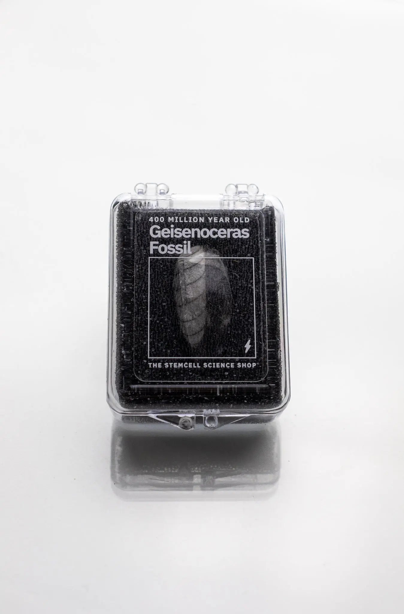 Geisenoceras Fossil