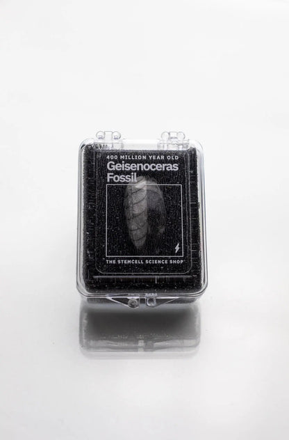 Geisenoceras Fossil