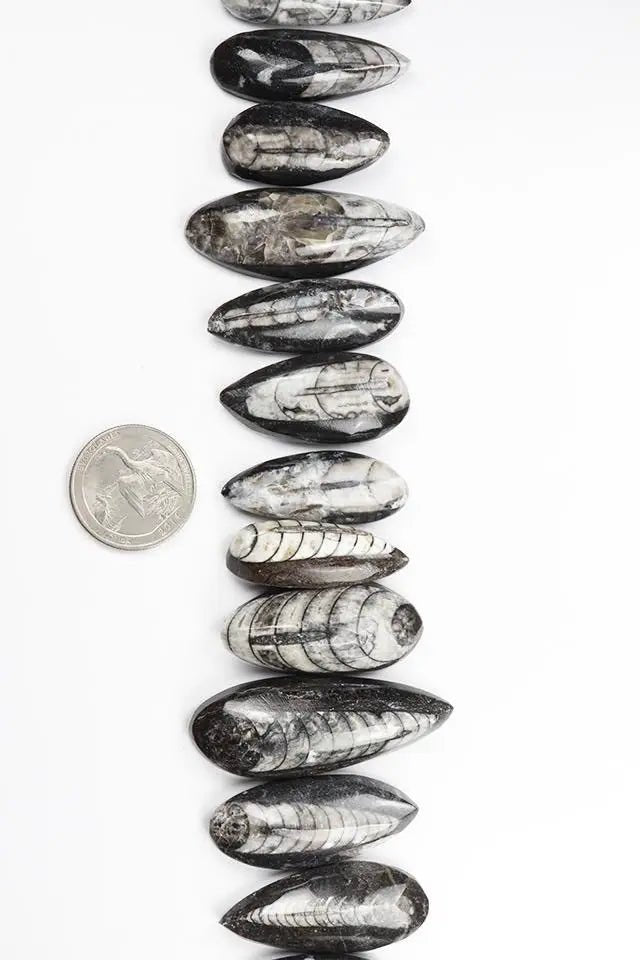 Geisenoceras Fossil