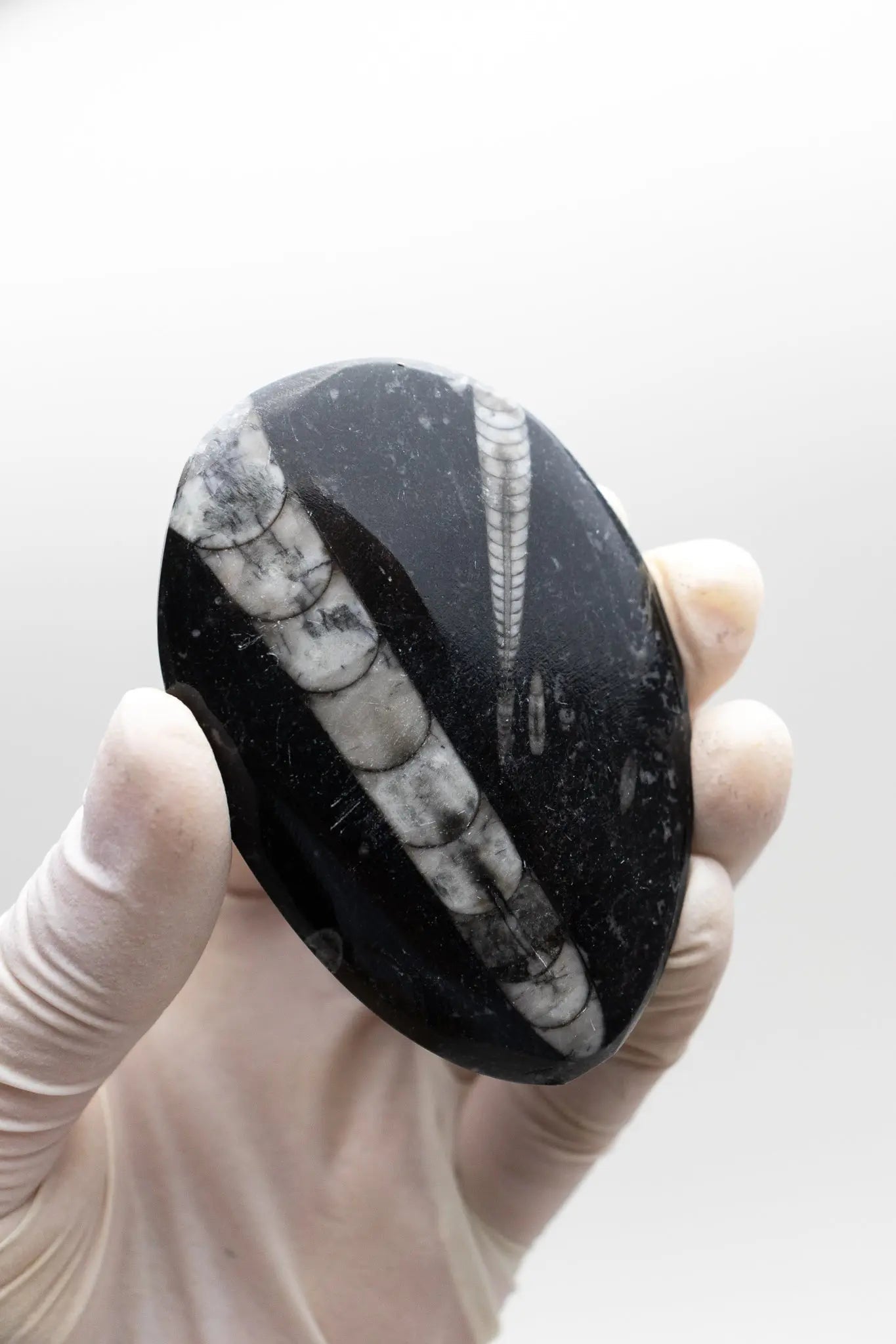 Geisenoceras Fossil