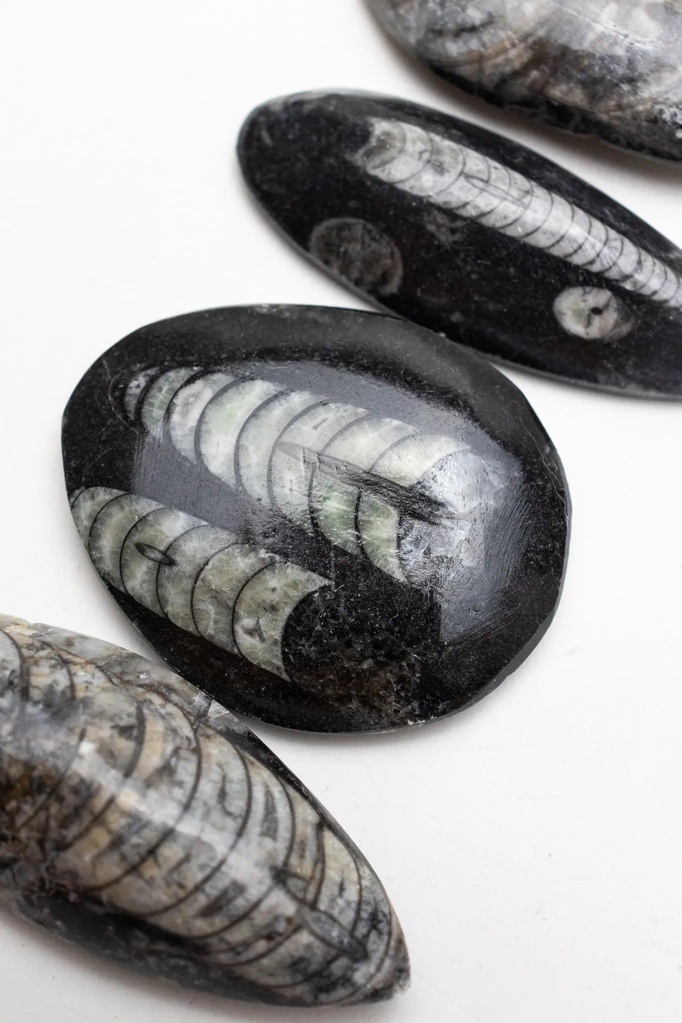 Geisenoceras Fossil