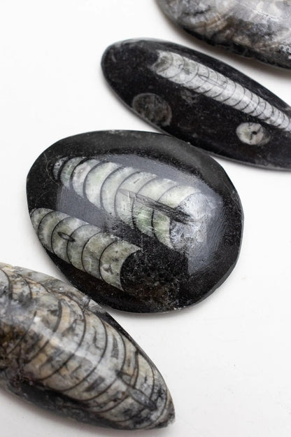 Geisenoceras Fossil