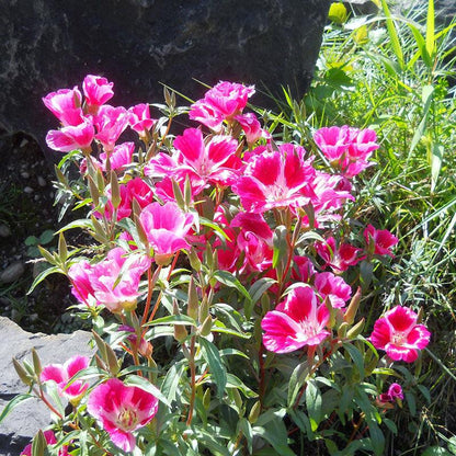 Godetia, Semi-Tall Single Mix (pack)