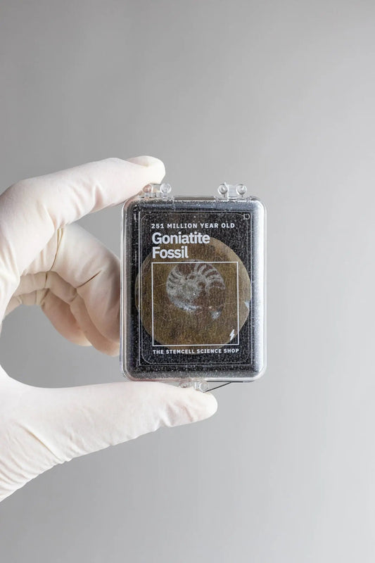 Goniatite Fossil