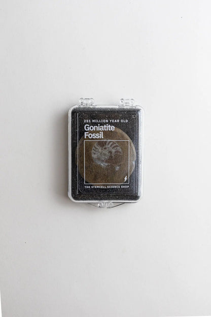 Goniatite Fossil