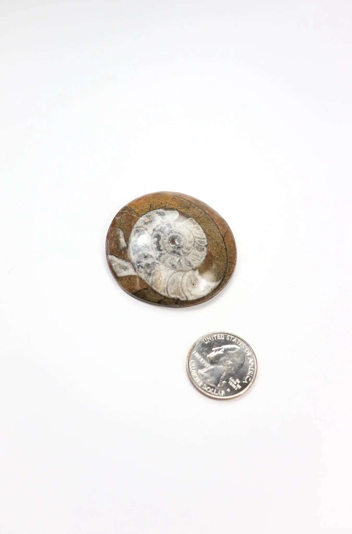 Goniatite Fossil