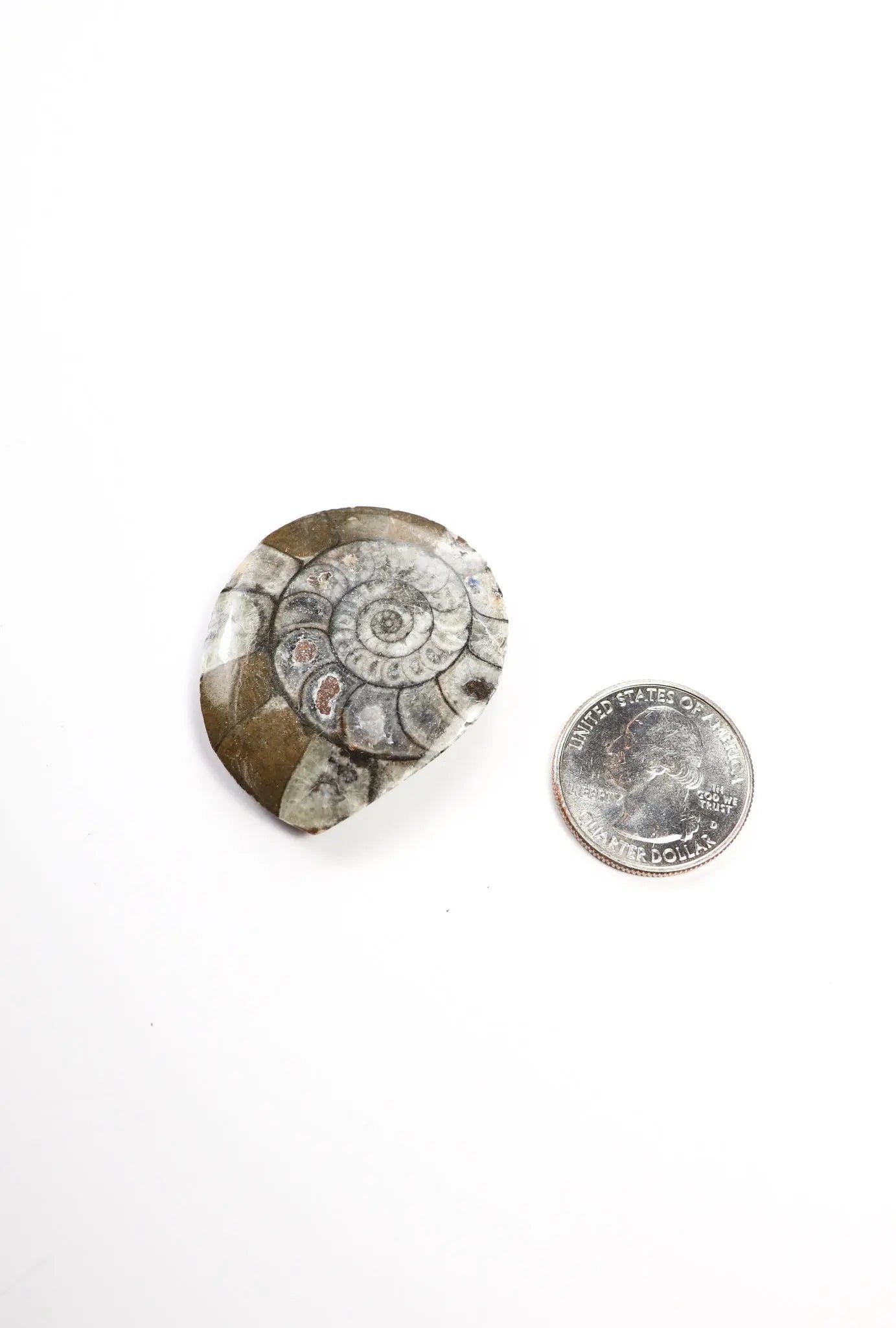 Goniatite Fossil