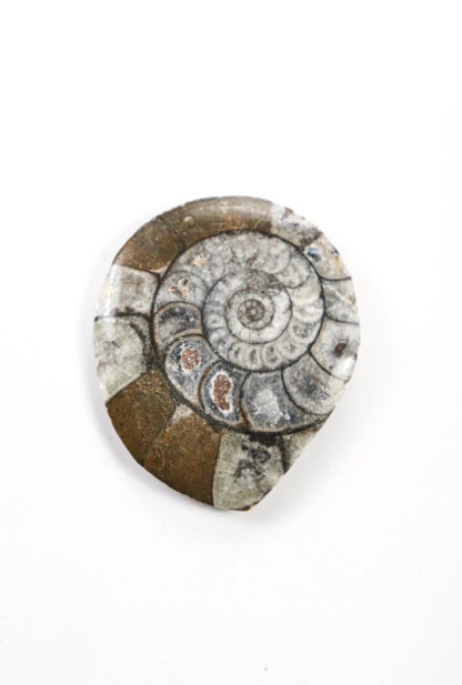Goniatite Fossil