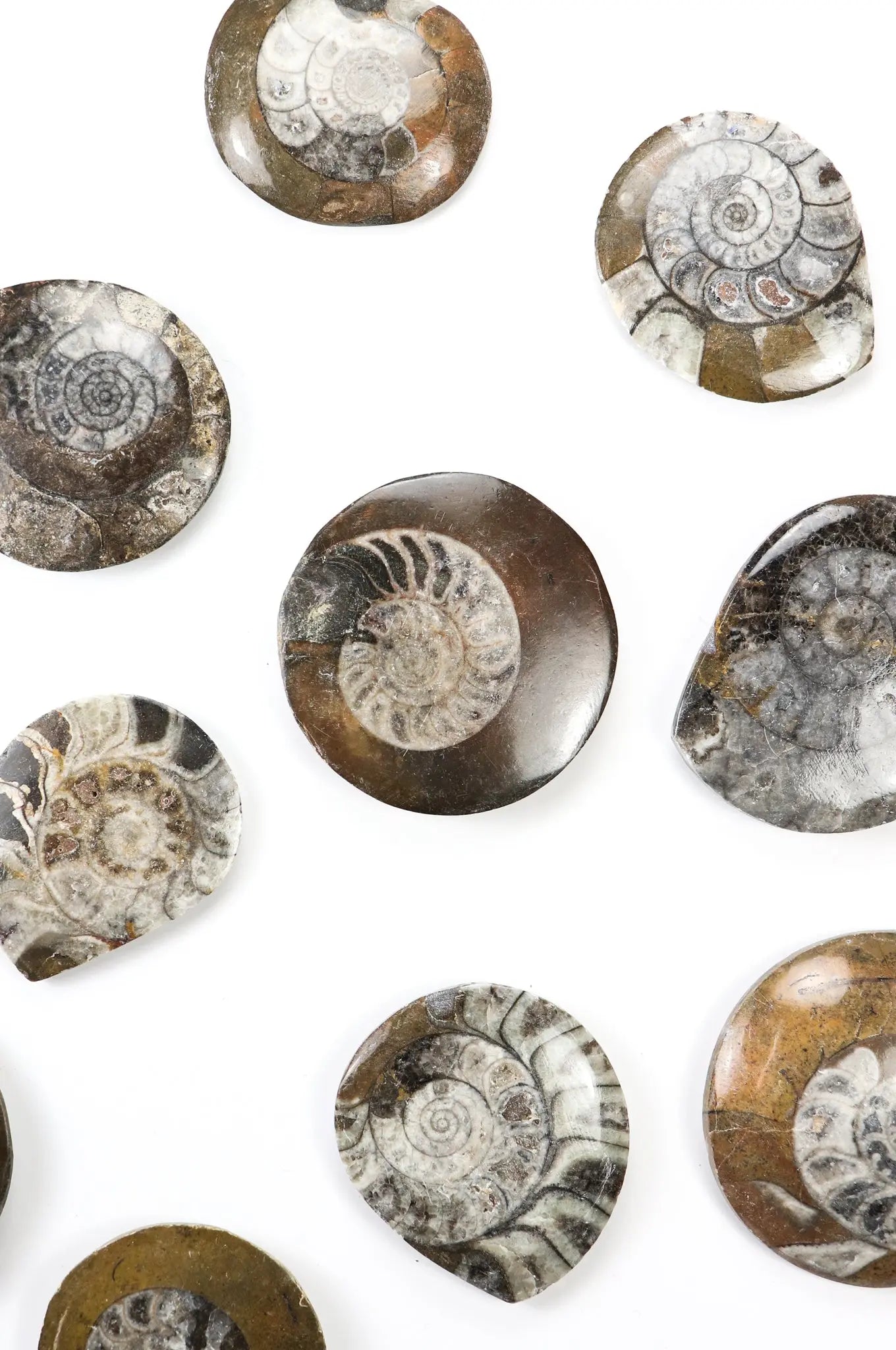 Goniatite Fossil